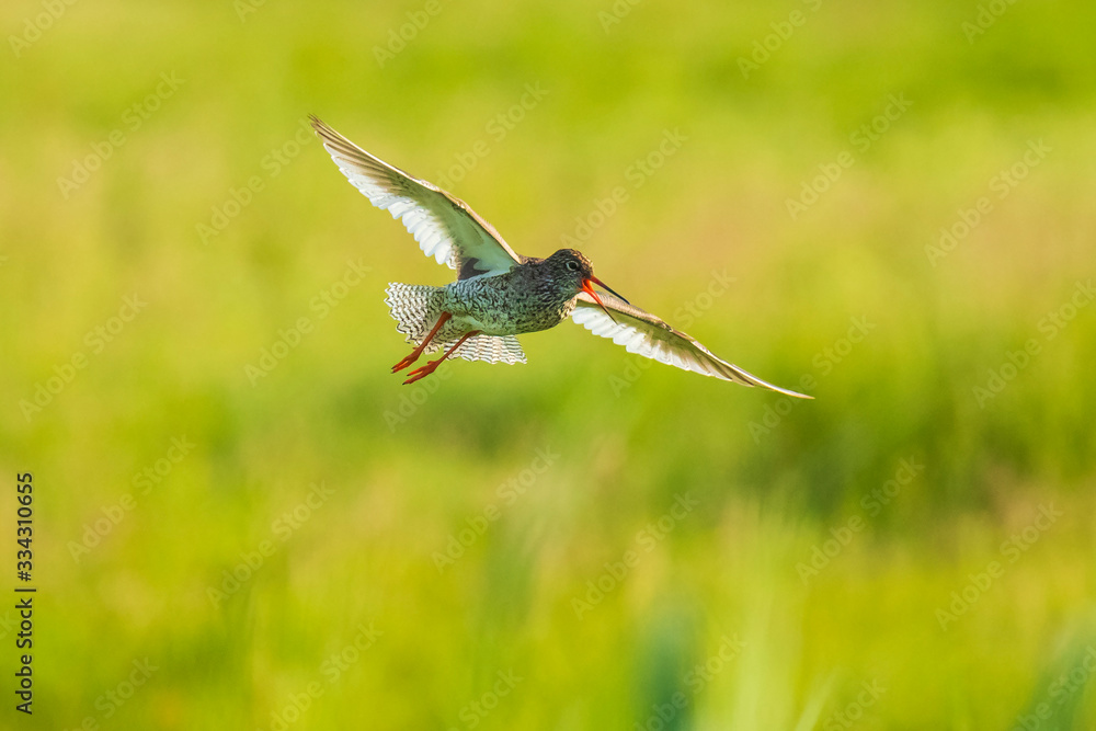 Fototapeta premium common redshank tringa totanus wader bird in flight