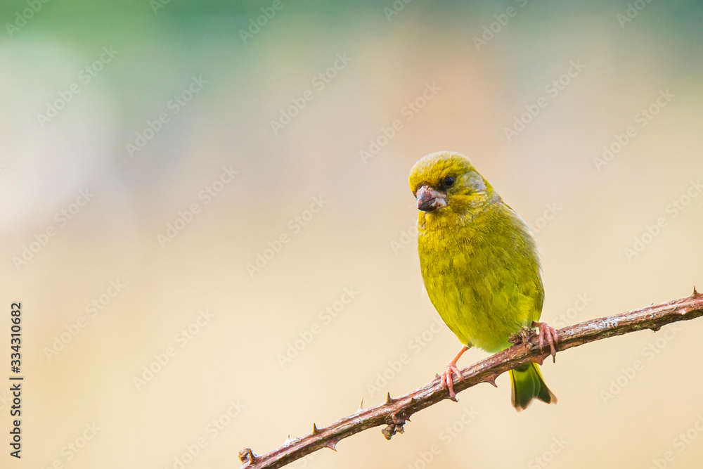 Obraz premium Greenfinch Chloris chloris bird singing