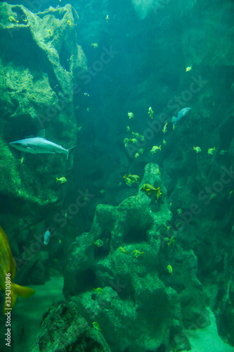requins, poissons jaunes, rochers, aquarium de la Rochelle