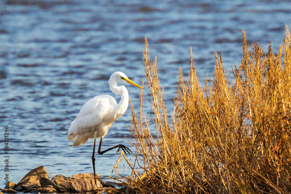 Obraz premium Great egret Ardea alba waterfowl fishing in a natural habitat