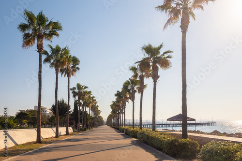 Island of Cyprus. The Seafront Of Limassol. Rows of palm trees along the sea. Walking area of Limassol. Prom. Promenade Of Molos. Mediterranean landscape. Palm trees against the sky.