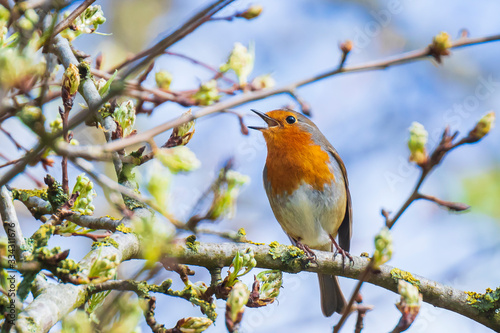 Fotografiet European robin bird Erithacus rubecula singing