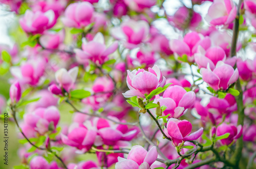 Pink blooming magnolias in spring 