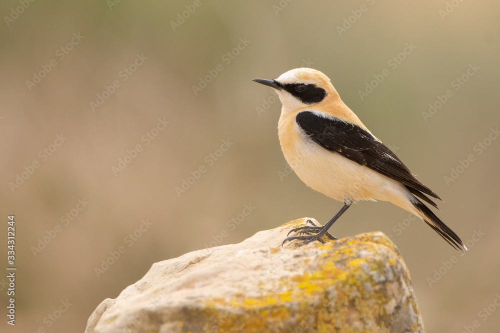 Obraz premium A black eared wheatear (Oenanthe hispanica)