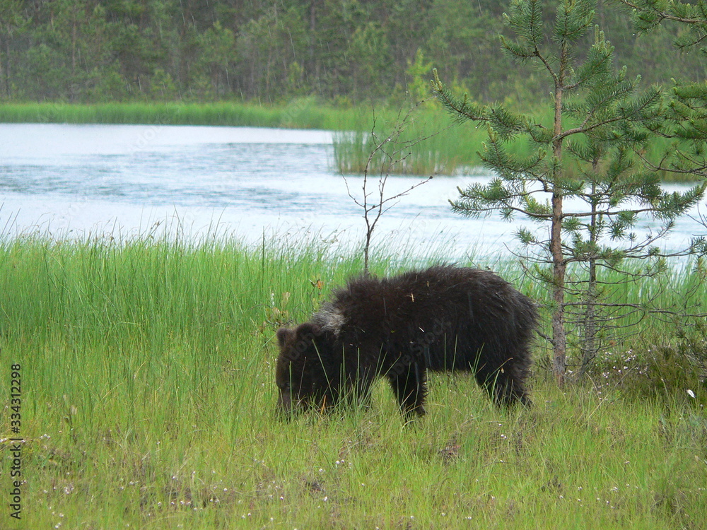 Young cub of brown bear (Ursus arctos) posing and playing in forest Young cub of brown bear (Ursus arctos) posing and playing in forest