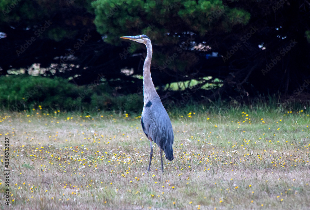 Great Heron Bird in northern California Great Heron Bird in northern California