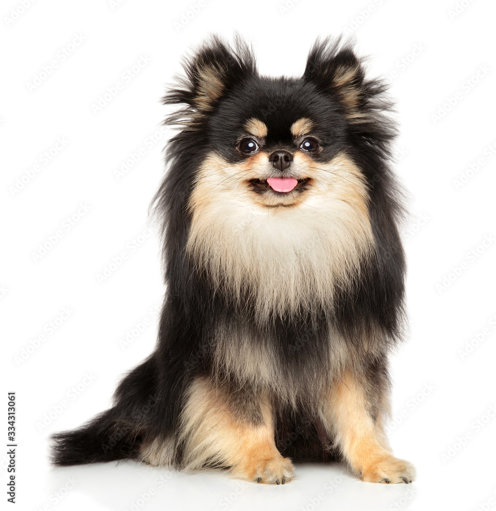 Obraz premium Happy dog looking at the camera