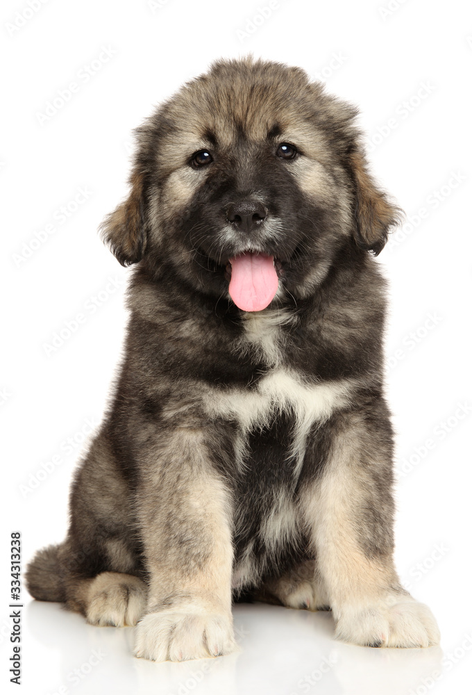 Caucasian Shepherd puppy looking at the camera