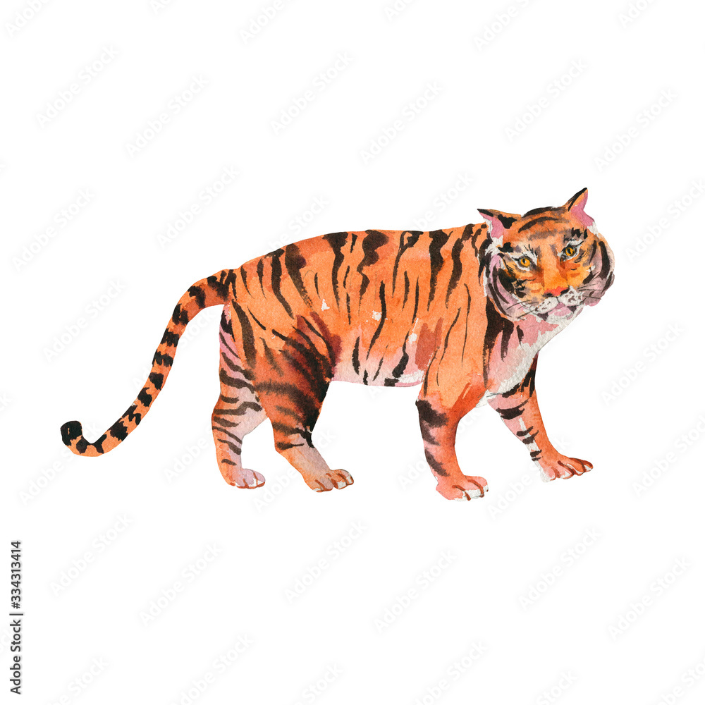 Watercolor tiger on white background. Animal wildlife illustration