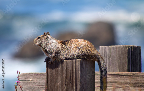 Fotografi Squirrel watching the world go by sitting on a post
