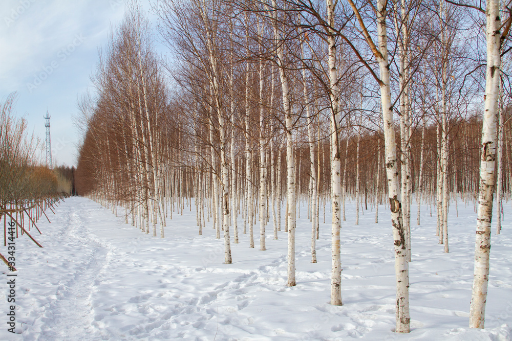 Fototapeta premium Hiking trail covered by snow winter birch forest landscape
