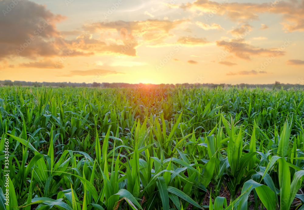 Fototapeta premium corn field in the evening sunset