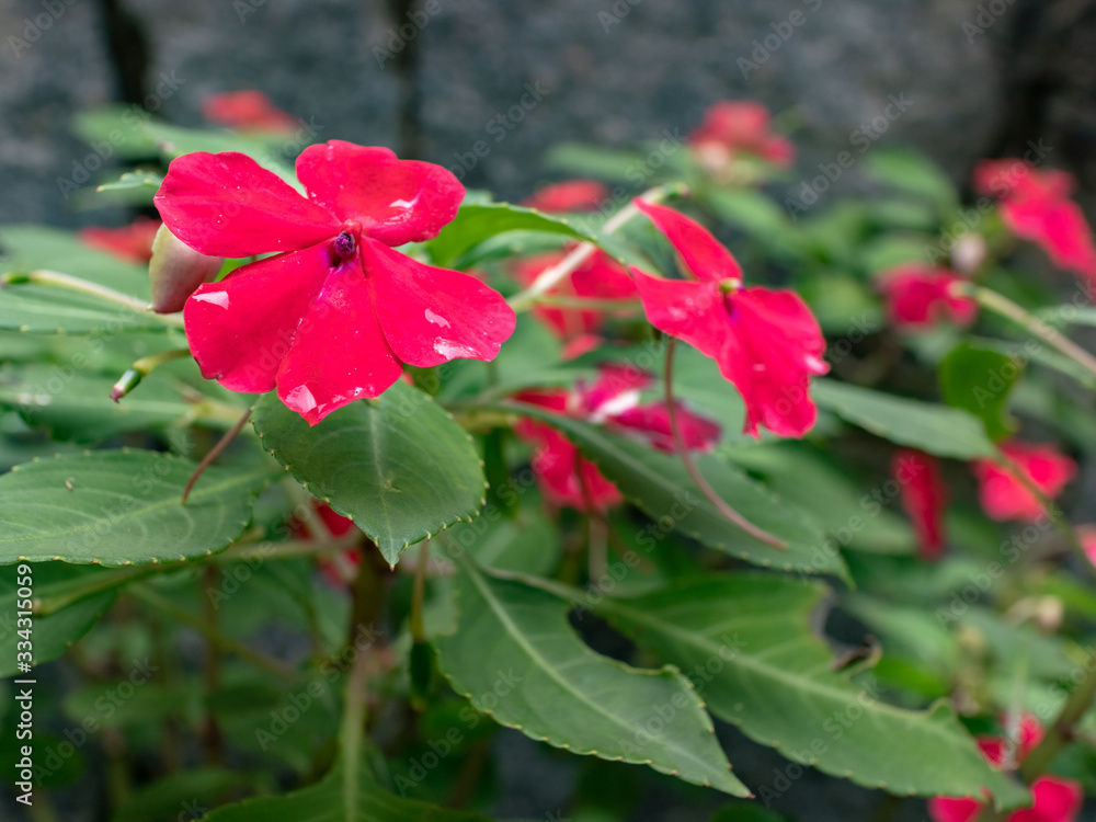 Small lilac flowers, named Impatiens, of the botanical genus belonging to the Balsaminaceae family, Areal, Rio de Janeiro, Brazil