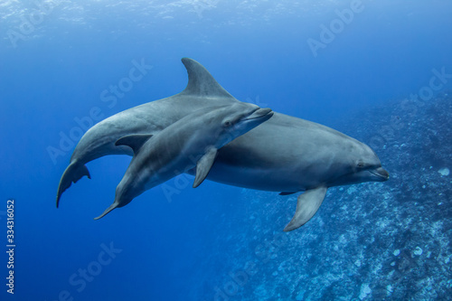 family dolphin © Tropicalens