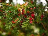 Yew fruits in the autumn