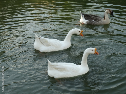 Goose