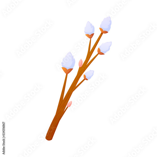 Fluffy willow flower branch isolated on white.