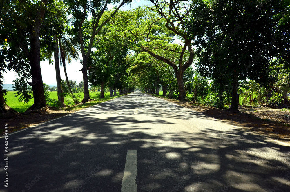 Tree shadows on the highway photo