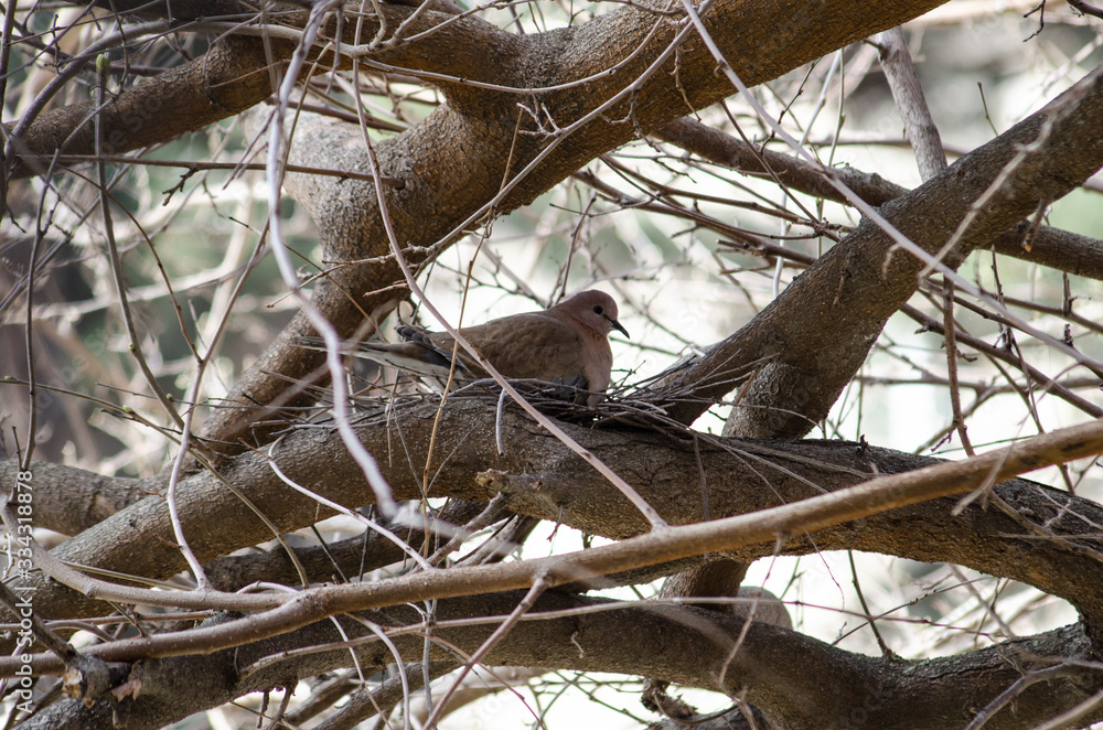 Turtledove on a tree near its nest