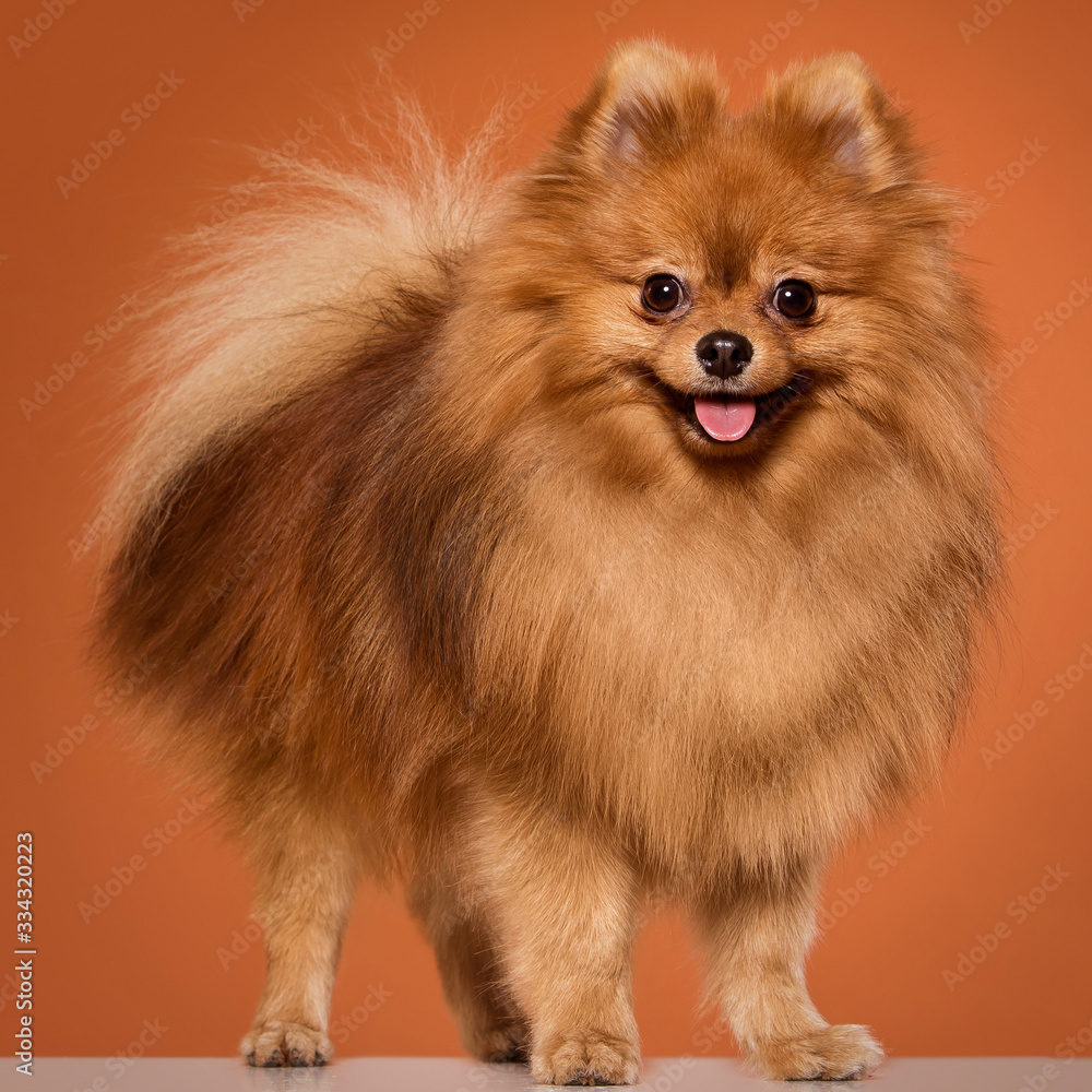 Obraz premium Animal. Cute spitz