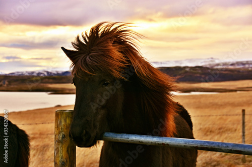 Wild horse in Iceland, Europe in winter. Meet the unique Icelandic horse bred in Iceland, Europe. 