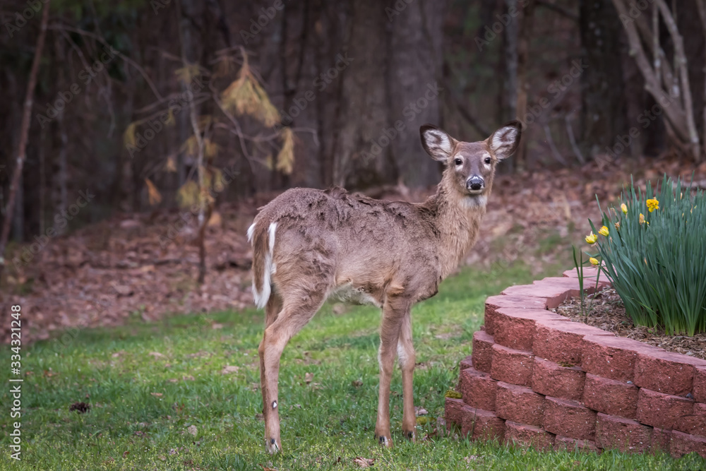 A North American White-tailed Deer stands in a yard in front of of landscape wall with flowers. Whitetail deer commonly forage on plants and also eat acorns, fruit and corn. A North American White-tailed Deer stands in a yard in front of of landscape wall with flowers. Whitetail deer commonly forage on plants and also eat acorns, fruit and corn.