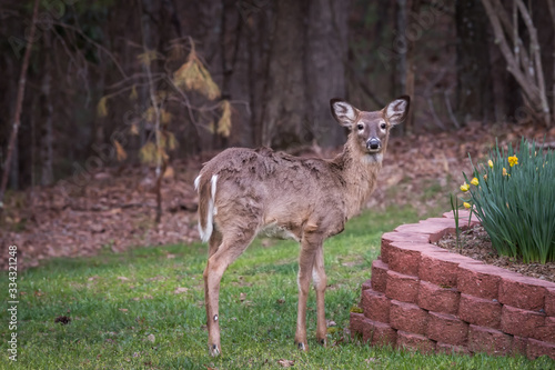 A North American White-tailed Deer stands in a yard in front of of landscape wall with flowers. Whitetail deer commonly forage on plants and also eat acorns, fruit and corn. © Lisa Carter