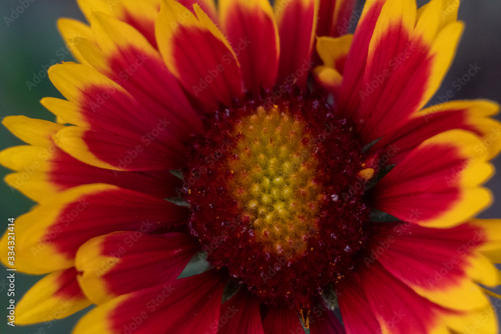 flower, yellow, nature, daisy, macro, orange, bloom, summer, flowers, plant, beauty, garden, red, blossom, petal, flora, beautiful, floral, sunflower, green, colorful, gerbera, petals, spring, color flower, yellow, nature, daisy, macro, orange, bloom, summer, flowers, plant, beauty, garden, red, blossom, petal, flora, beautiful, floral, sunflower, green, colorful, gerbera, petals, spring, color
