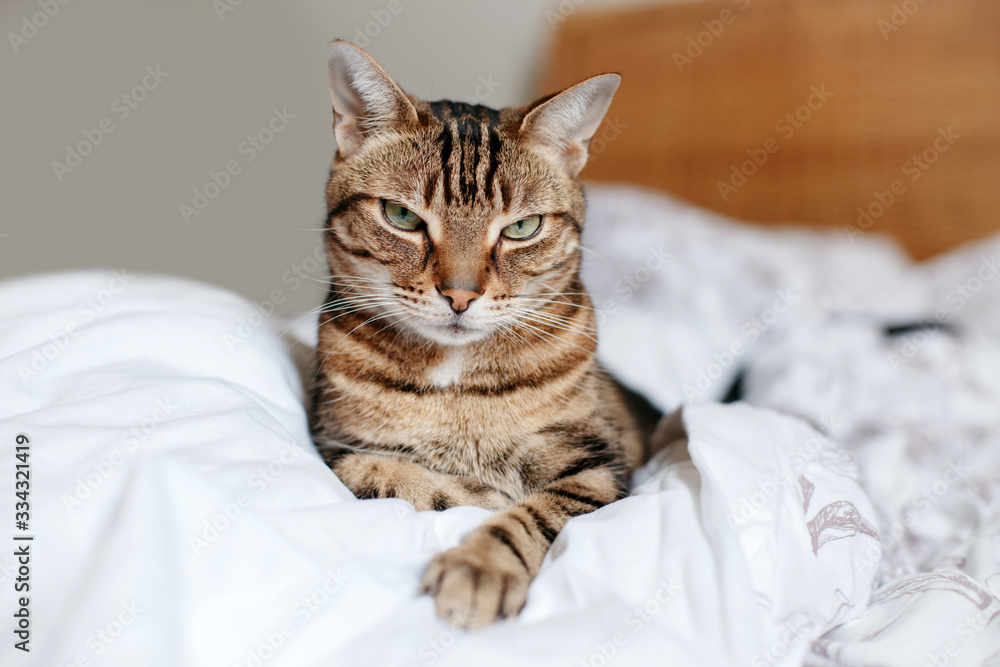Beautiful pet cat lying on bed in bedroom at home looking at camera. Relaxing fluffy hairy striped domestic animal with the green eyes. Adorable furry kitten feline friend.