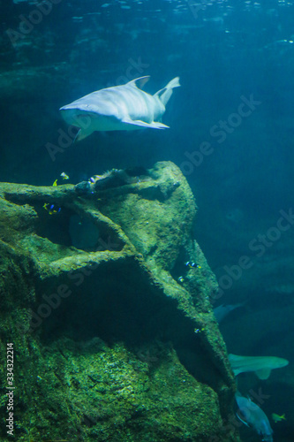 requin bouledogue, poissons jaunes, rochers, aquarium de la Rochelle