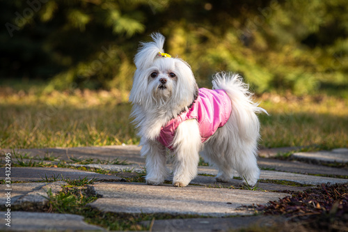 Adorable white puppy - bishon maltese in park.  photo