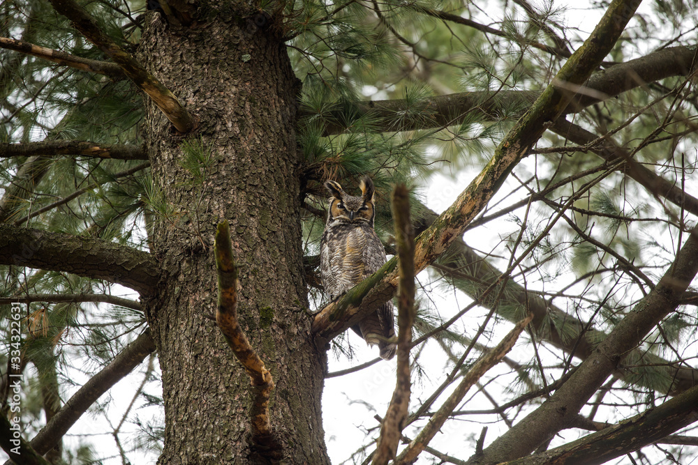 Great hornet owl, male near the nest in state park Wisconsin Great hornet owl, male near the nest in state park Wisconsin