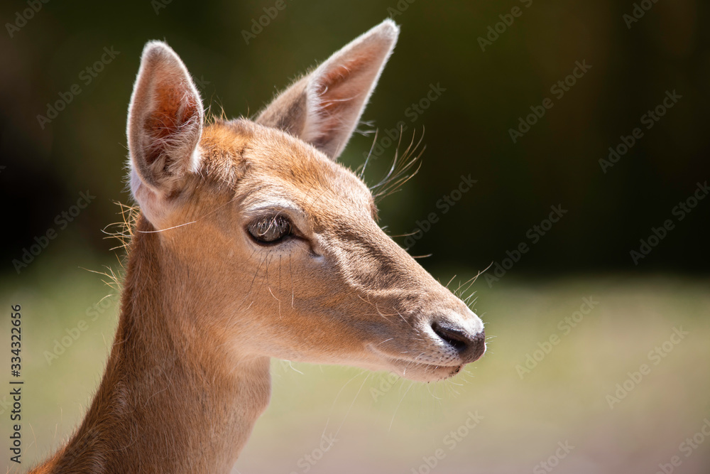 Deer Up Close Deer Up Close