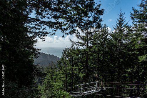 redwood forest in calafornia with an ocean view photo