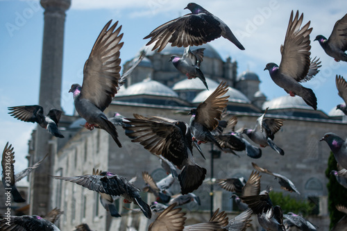 Lovely wild pigeons bird live in urban environment photo