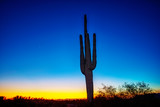 cactus in the desert at Dusk