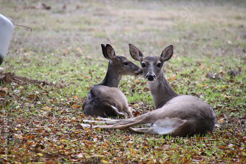 deer in the grass