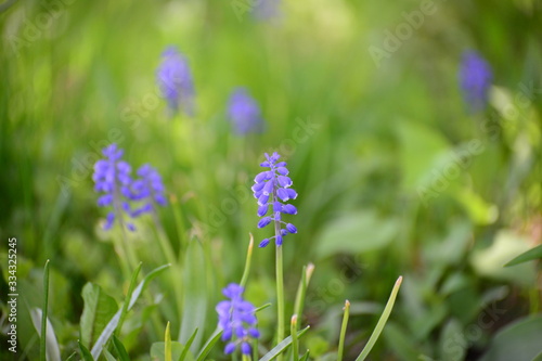 purple wilde flowers in field