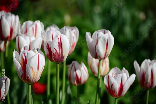 red and  tulips in the garden