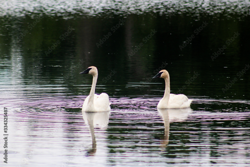Fototapeta premium Trumpeter Swan - Cygnus buccinator, photographed at Rydell Wildlife Refuge, Minnesota. #2