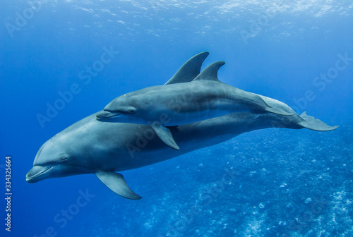 dophins © Tropicalens