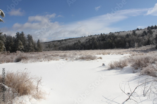frozen beaver bog