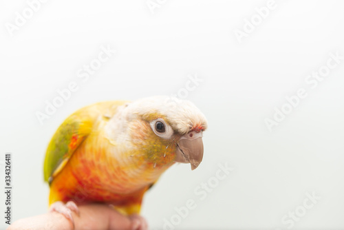 ウロコインコ、手乗り