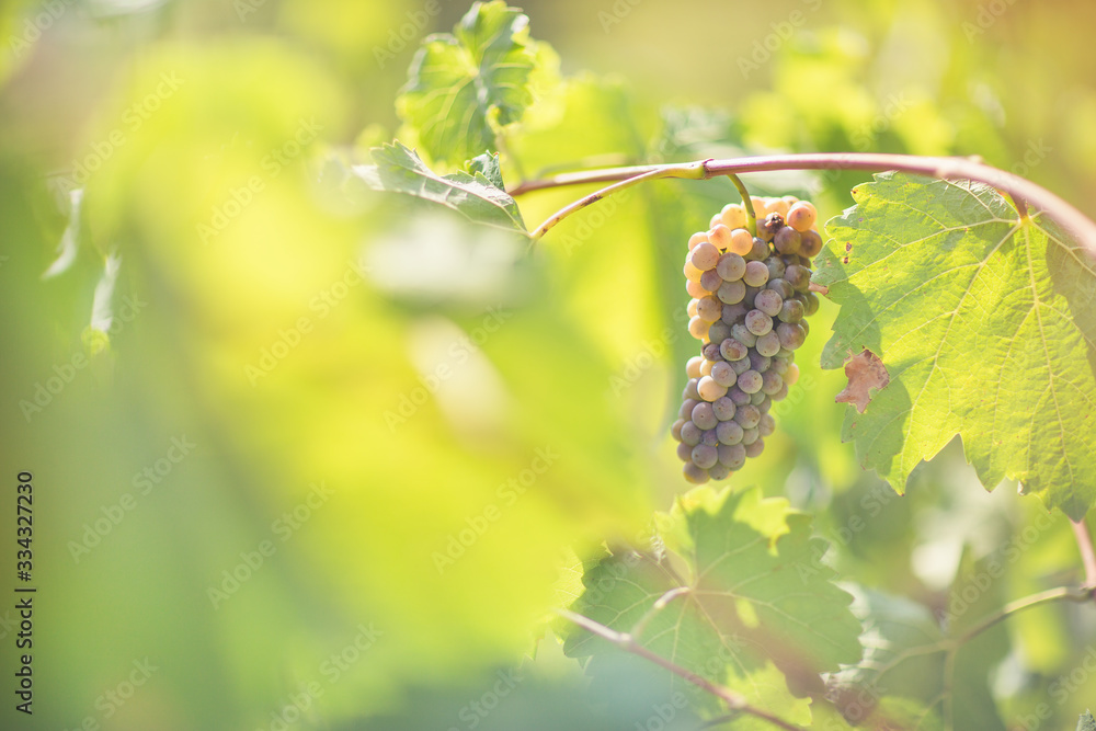 Ripe white grapes in vineyard. Autumn, sunny day, harvest time. Selective focus, copy space. Winegrowing concept Ripe white grapes in vineyard. Autumn, sunny day, harvest time. Selective focus, copy space. Winegrowing concept