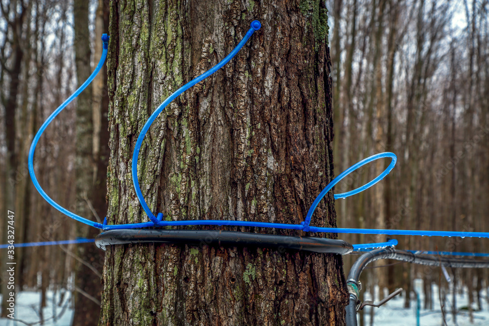 Modern plastic tap attached to a maple tree to collect sap. Canada. Modern plastic tap attached to a maple tree to collect sap. Canada.