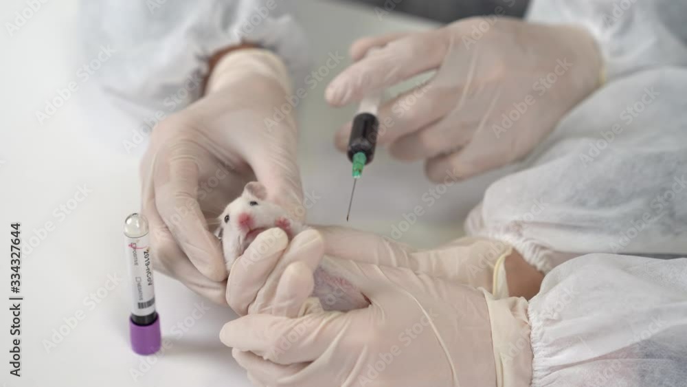 Scientists experiment on lab rat, mouse with syringe. Scientist and lab rat Back ground. Coronavrius test tubes. Researching on Coronavirus vaccine. Scientists experiment on lab rat, mouse with syringe. Scientist and lab rat Back ground. Coronavrius test tubes. Researching on Coronavirus vaccine.
