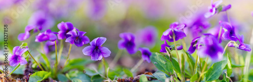 panoramic view of a Manchurian Violet in the early spring.. field of wild flowers