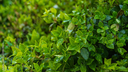 Wallpaper Mural 雨に濡れる葉 Torontodigital.ca