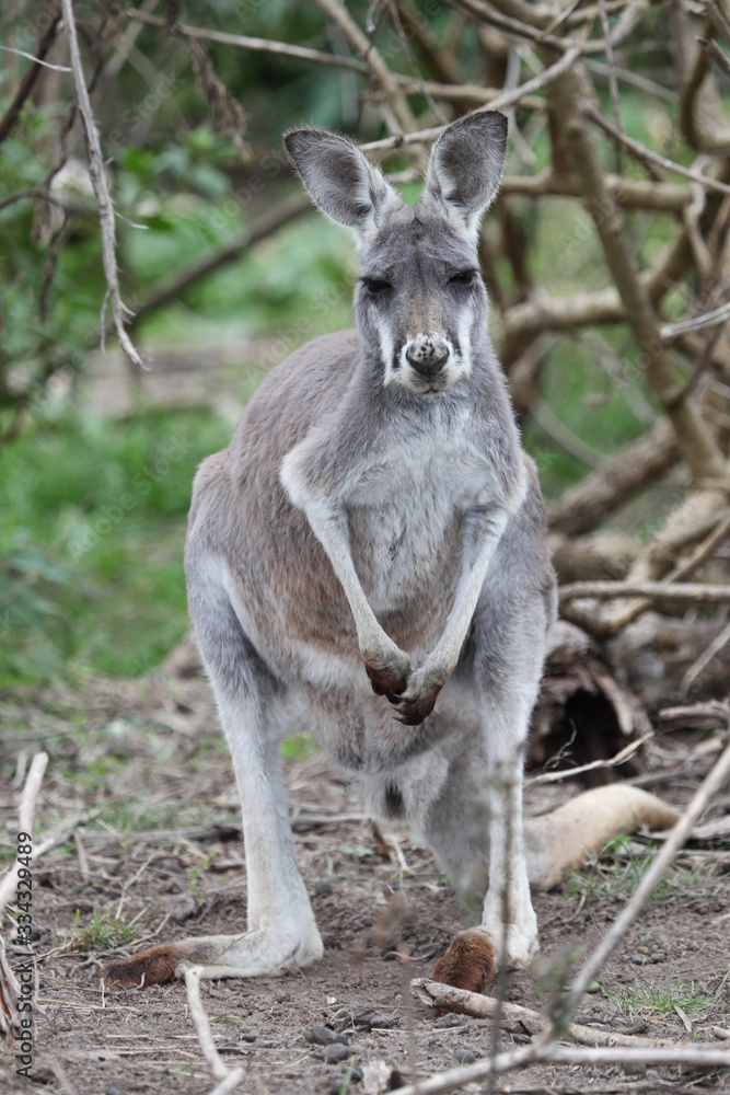 Kangaroo