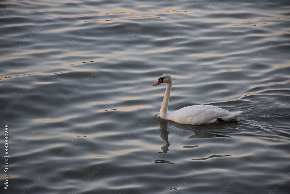The white swan swims on small waves of water whose surface shines through The white swan swims on small waves of water whose surface shines through